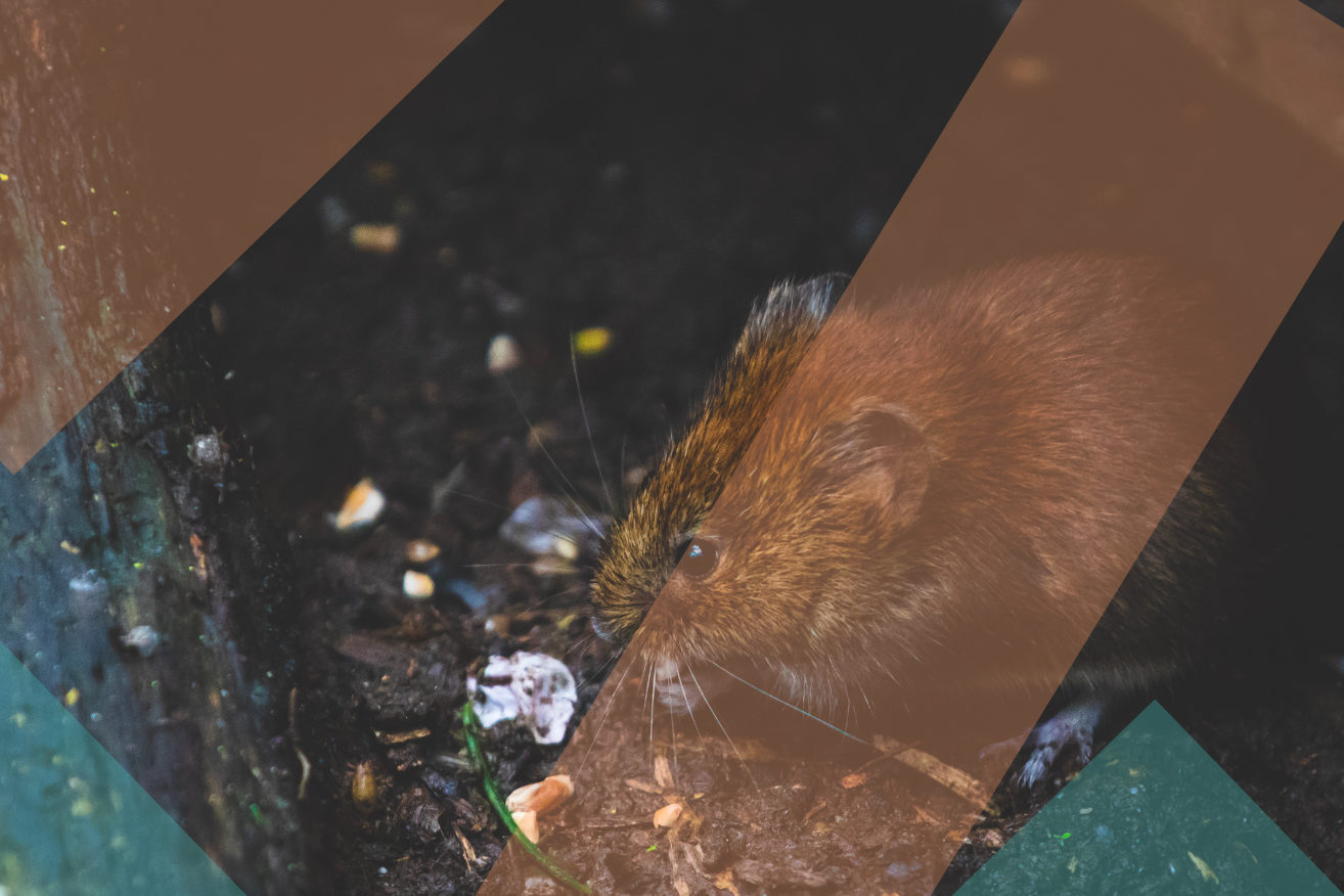 Comment dératiser des rats sur Paris ?