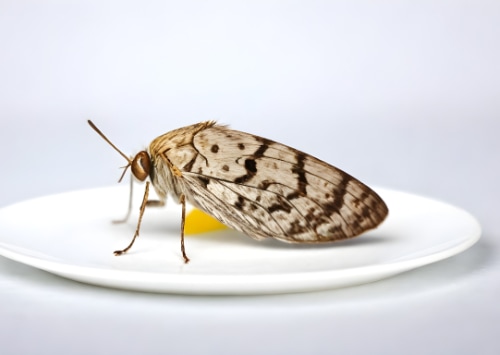 Les Dangers des Mites Alimentaires : Protégez Votre Cuisine
