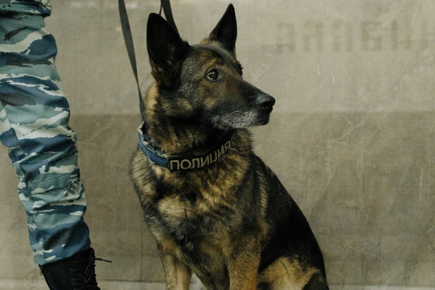 Détection canine des punaises de lit : le chien renifleur