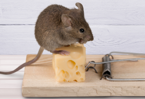 Les meilleurs appâts pour piéger les rats : une solution efficace pour éliminer les nuisibles