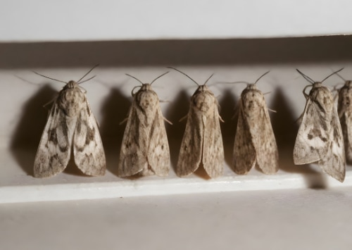 Comment reconnaître les signes d'une infestation de mites textiles dans votre garde-robe