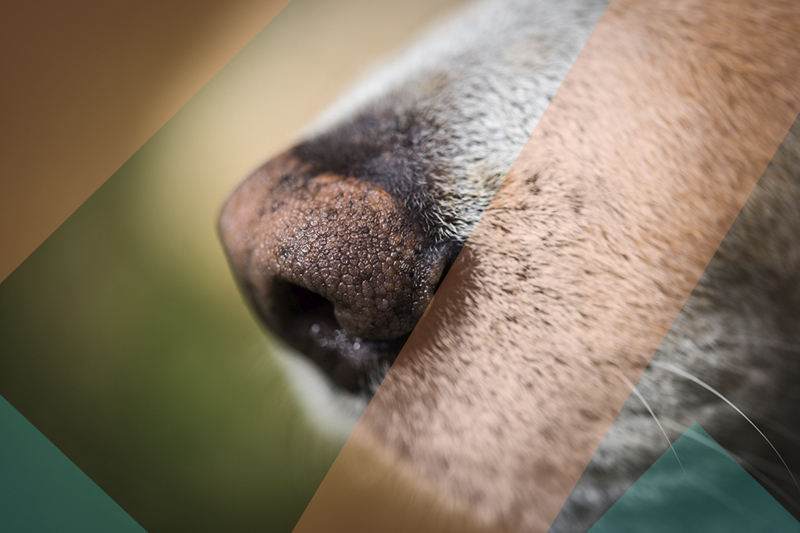 Truffe de chien