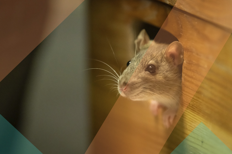 Les souris sont intelligentes, prudentes et apprennent vite à contourner les pièges simples.